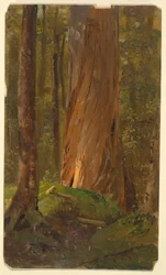 Dibujo, Estudio en los bosques de Maine, 1855-65