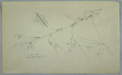 Dibujo, Estudio del bambú, Jamaica, mayo-agosto de 1865