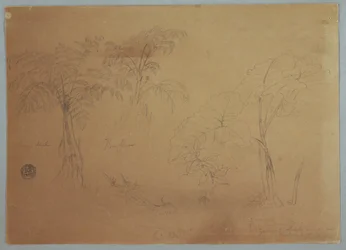 Dibujo, Estudio de dos árboles y tres plantas, cerca de Jorje, Ecuador, 23 de julio de 1857