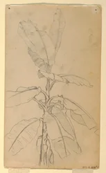 Dibujo, Estudio de una planta de hoja larga, mayo y junio de 1857