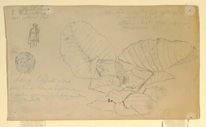 Dibujo, Estudio de un hombre; Estudio de, posiblemente junio de 1857