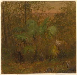 Dibujo, Thatch Palm, Jamaica, mayo de 1865