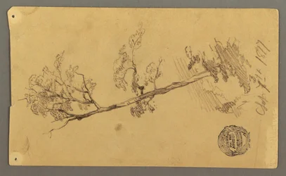 Dibujo, Árbol, 1877