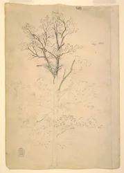 Dibujo, Árbol, septiembre de 1844