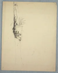 Dibujo, Tronco de árbol con plantas parásitas, Jamaica, mayo-agosto de 1865