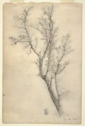 Dibujo, Árbol con muchas ramas, julio de 1844