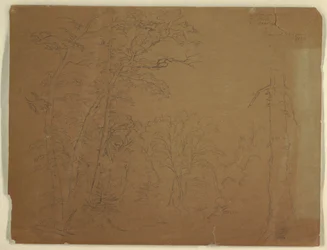 Dibujo, Árboles, Isla de Grand Manan, Canadá, 1851