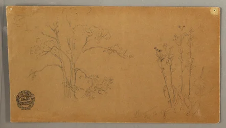 Dibujo, Árboles y plantas, Elecampene, septiembre de 1856