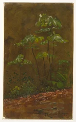 Dibujo, "Árbol trompetero", mayo de 1865