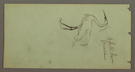 Dibujo, Garza blanca, posiblemente 1869