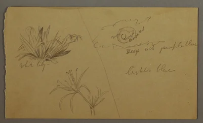 Dibujo, Lirio blanco, luna, posiblemente 1865-66