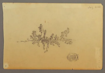 Árbol de hoja perenne