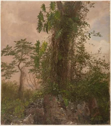 Higuera y filodendro silvestre