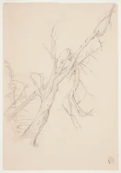 Árbol muerto retorcido