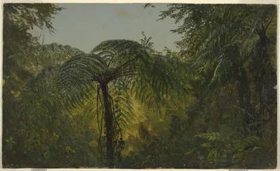 Follaje de la jungla, Jamaica