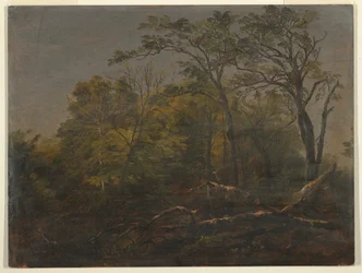 Bosques de Maine