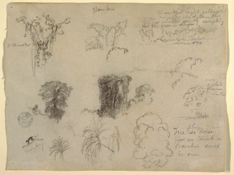 Estudios de la naturaleza, probablemente de Colombia: Mono, parásitos y árboles