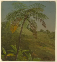 Palmera, Jamaica