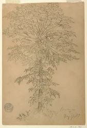 Árbol de papaya con fruta madura, Ecuador