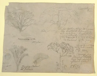 Serie de estudios botánicos incluyendo un caimán y un árbol monstruoso, visto desde el río Magdalena, Colombia
