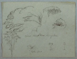 Estudios del Río Magdalena, Colombia: Copas de Árboles, Pájaro Blanco Volando, Enredaderas y Tres Plantas con Flores