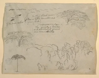 Estudios de Aves y Árboles vistos desde el Río Magdalena, Colombia
