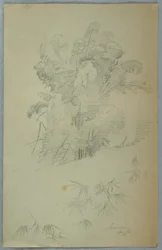 Estudios de árboles y ramas, Jamaica