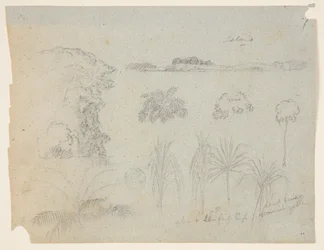 Estudio con copas de árboles, árboles, cinco diseños de plantas y una isla distante