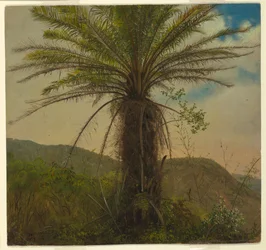 Helecho arbóreo, Jamaica