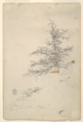 Árbol, Arroyo