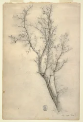 Árbol con muchas ramas