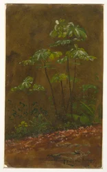 Árbol de Trompeta, Jamaica