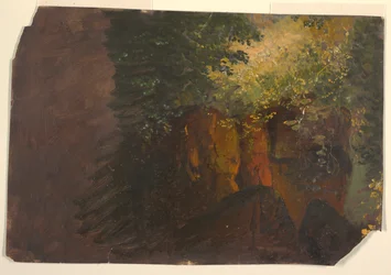 Escena de bosque con rocas