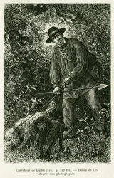 Un buscador de trufas. Grabado por Lix para ilustrar la historia A través de Alsacia y Lorena, por Charles Grad, diputado alemán, en 1884, en le tour du monde 1886, dirigido por Edouard Charton (1807-1890), Hachette, París.