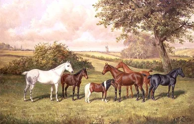 Un grupo de ponis
