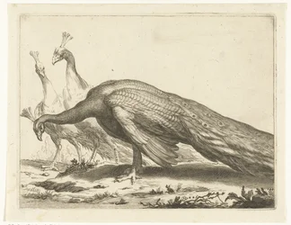 Pavos; El libro de dibujos de Abraham Bloemaert (título de la serie)