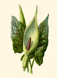 Arum o Cuckoo Pint, 1877