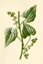 Bryonia negra, 1877