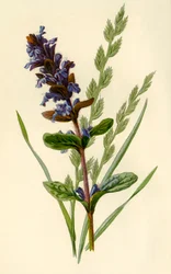 Bugle y hierba alta de festuca, 1877