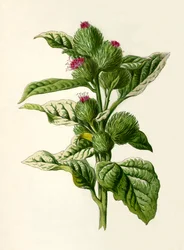 Bardana, 1877