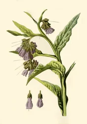 Consuelda, 1877