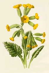 Prímula, 1877