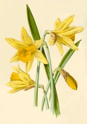 Narciso, 1877