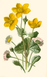 Margarita y caléndula de pantano, 1877