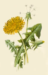 Diente de león, 1877