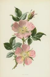 Rosa canina