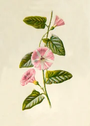 Campanilla de campo, 1877