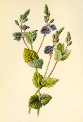 Verónica, 1877