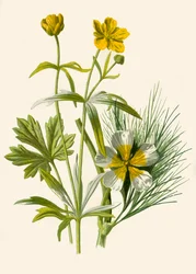 Ricitos de Oro. Ranúnculo de agua, 1877