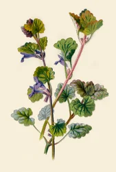 Hiedra Terrestre, 1877